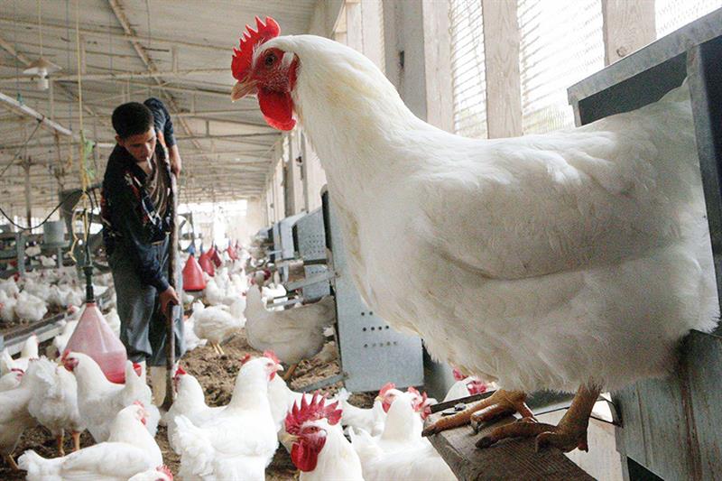 أسعار الدواجن والبيض اليوم الأربعاء 17-9-2025