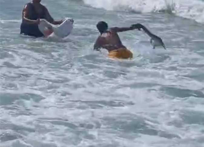 ظهور تمساح بشاطئ أبو تلات 2 في الإسكندرية