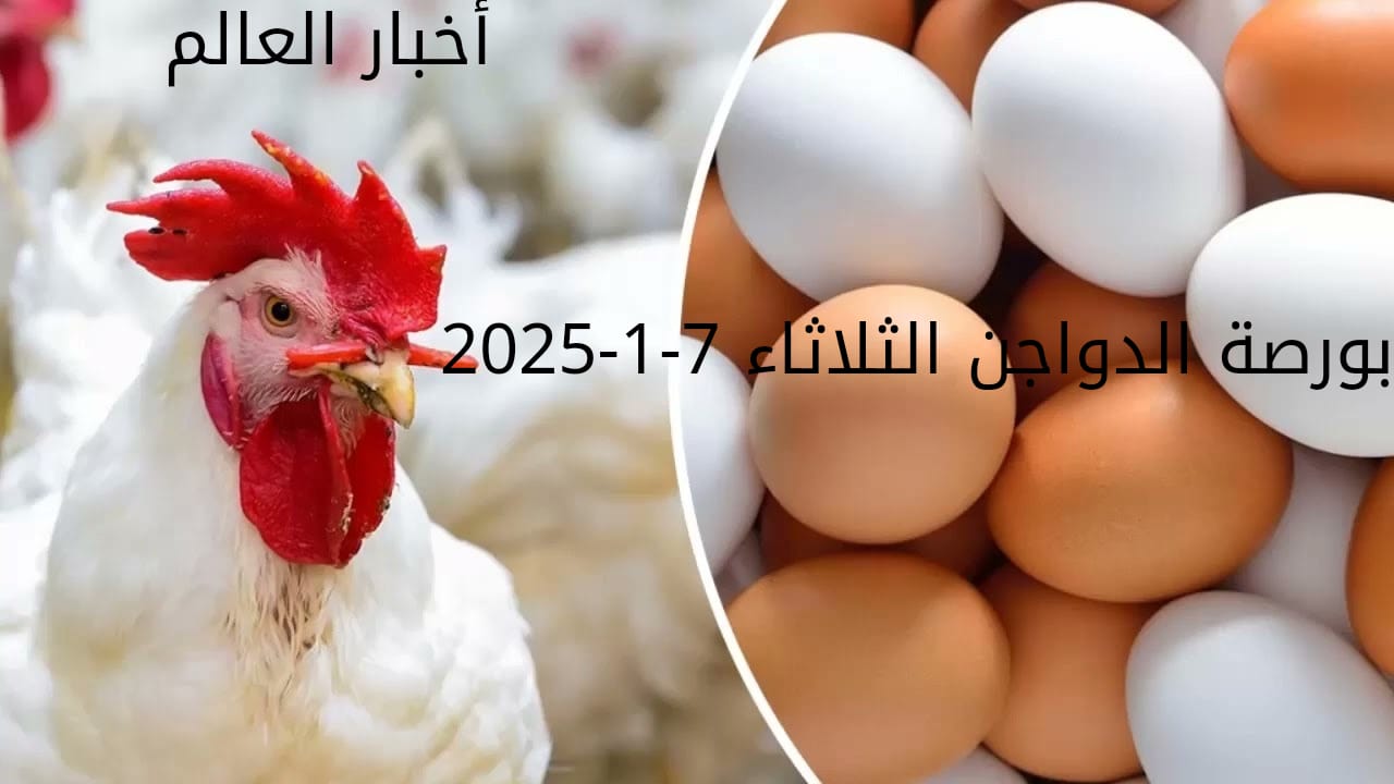 بورصة الدواجن اليوم الثلاثاء 7-1-2025