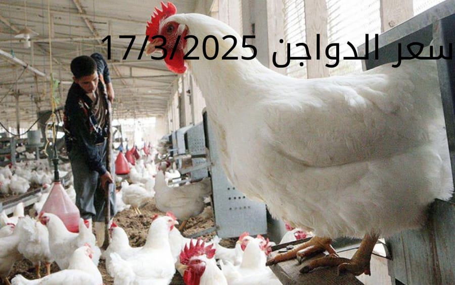 سعر الفراخ والبيض اليوم الاثنين 17-3-2025 في بورصة الدواجن