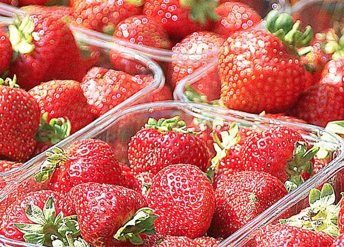 «لتجنب هشاشة العظام».. عميد معهد القلب السابق ينصح بتناول الجبة القريش والسمك والبيض والفراولة