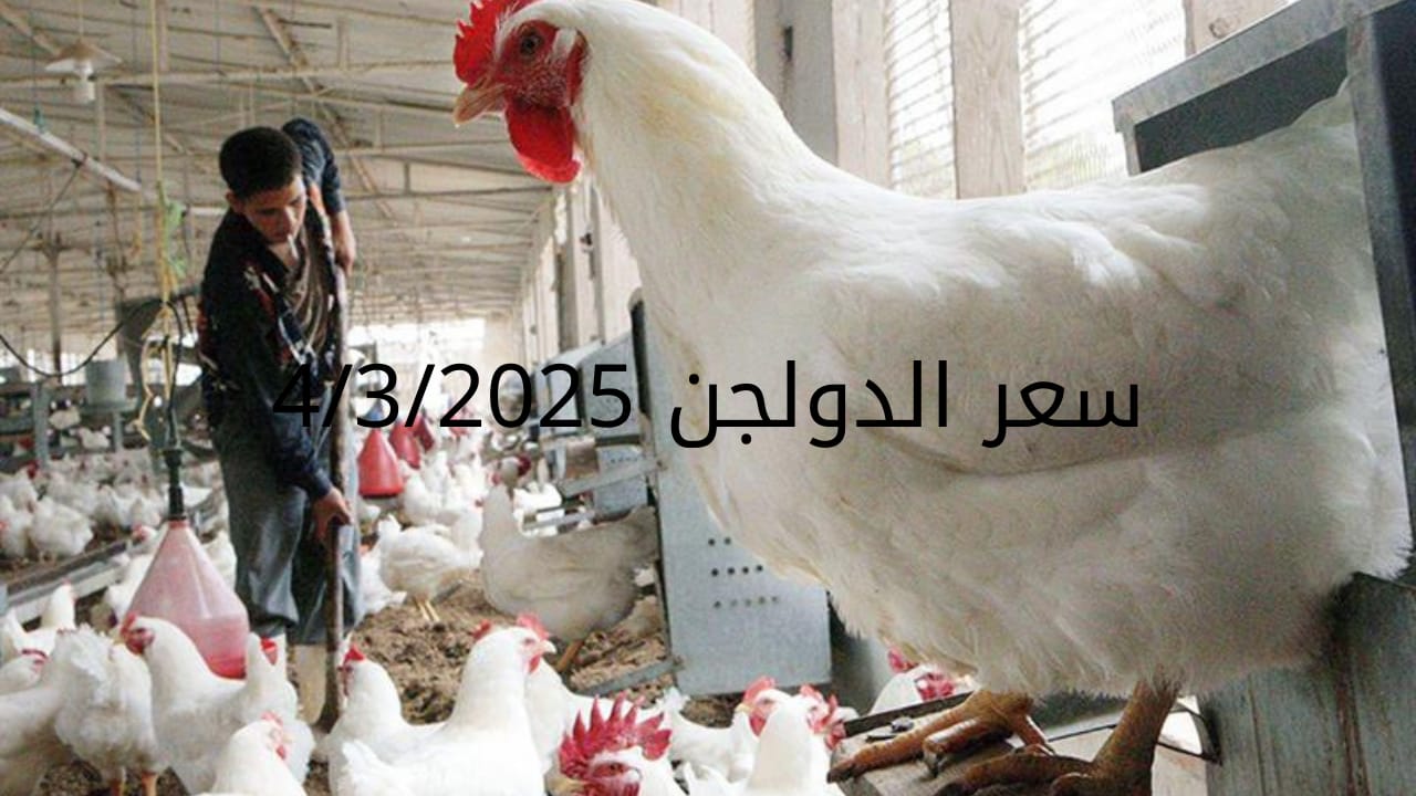 أسعار الفراخ البيضاء اليوم الثلاثاء 4-3-2025 في شعبة الدواجن