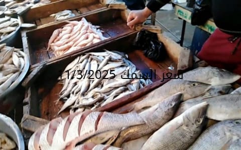 أسعار السمك والمأكولات البحرية  الثلاثاء 11-3-2025