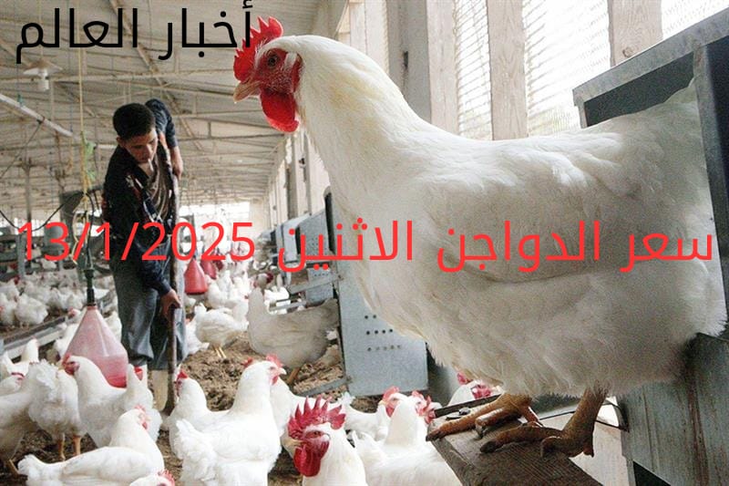 سعر الدواجن اليوم الاثنين 13-1-2025