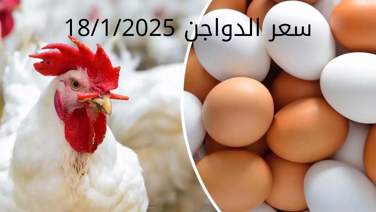 سعر الدواجن والبيض اليوم السبت 18-1-2025