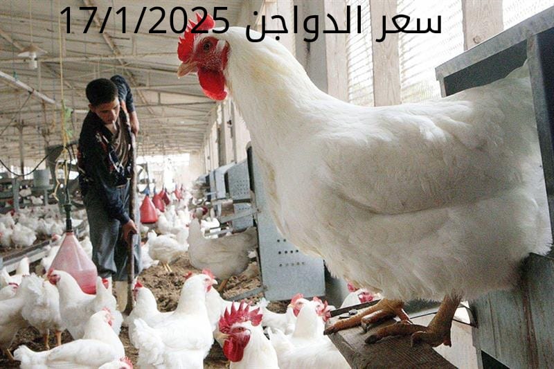 أسعار الفراخ البيضاء اليوم الجمعة 17-1-2025 في شعبة الدواجن