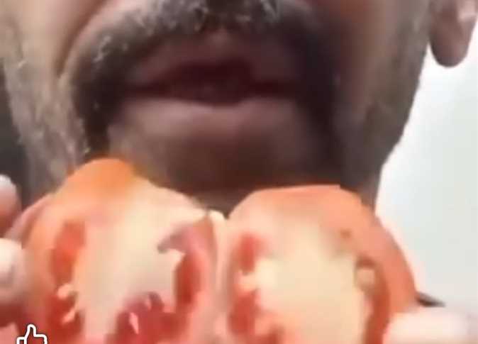 ما حقيقة اللون الأبيض داخل ثمار الطماطم؟.. «الزراعة» توضح