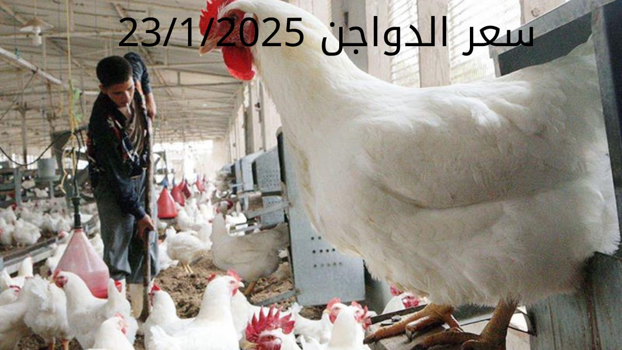 أسعار الفراخ البيضاء اليوم الخميس 23-1-2025 في شعبة الدواجن