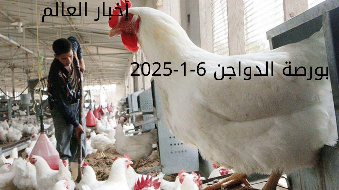 الفراخ البيضاء ب 80.. بورصة الدواجن اليوم الاثنين 6-1-2025