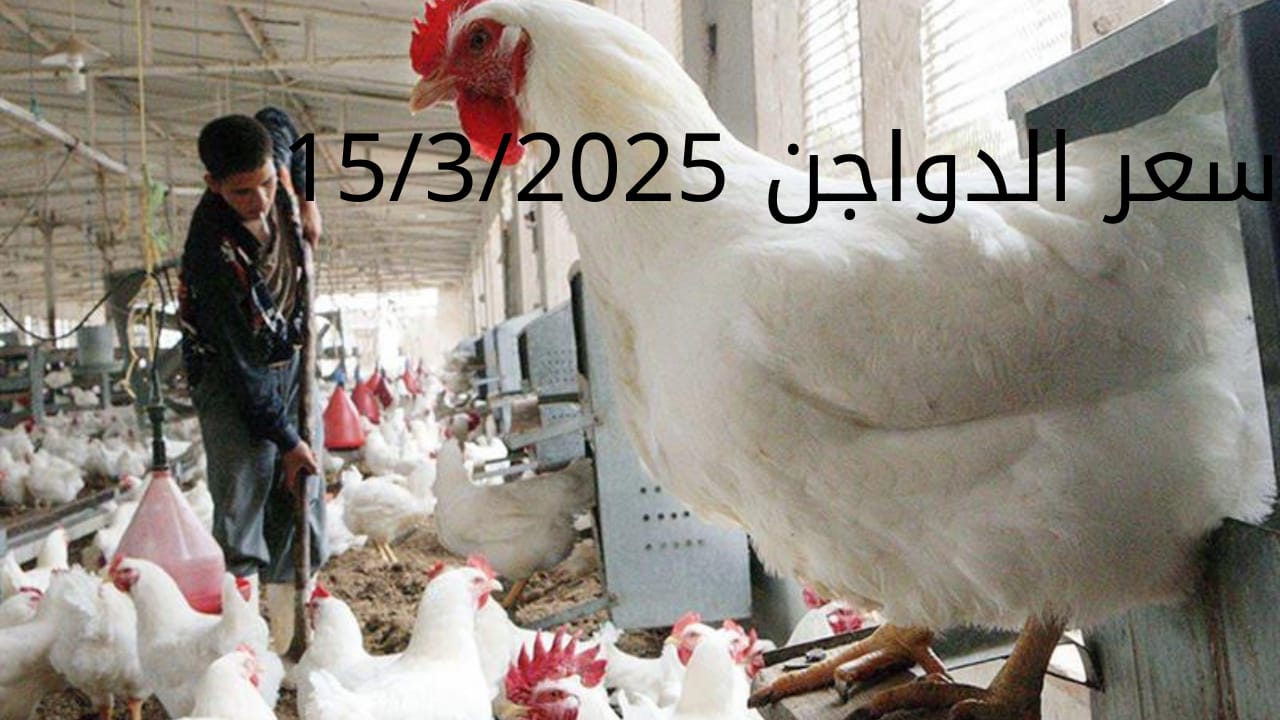 سعر الفراخ والبيض اليوم السبت 15-3-2025 في بورصة الدواجن