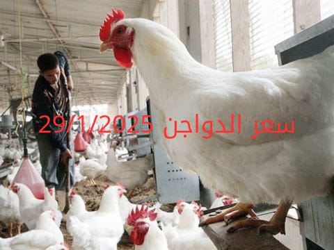 سعر الفراخ والبيض اليوم الأربعاء 29-1-2025 في بورصة الدواجن