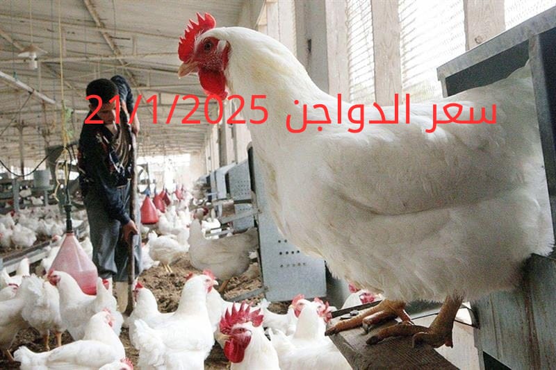 أسعار الفراخ البيضاء اليوم الثلاثاء 21-1-2025