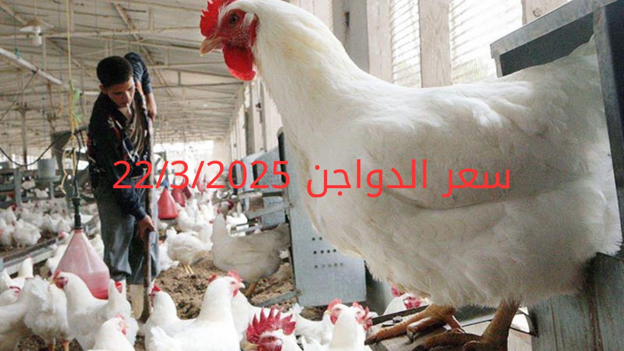 سعر الفراخ والبيض اليوم السبت 22-3-2025 في بورصة الدواجن