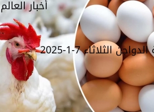 بورصة الدواجن اليوم الثلاثاء 7-1-2025