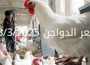 سعر الدواجن والبيض اليوم الخميس 13-3-2025