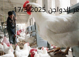 سعر الفراخ والبيض اليوم الاثنين 17-3-2025 في بورصة الدواجن