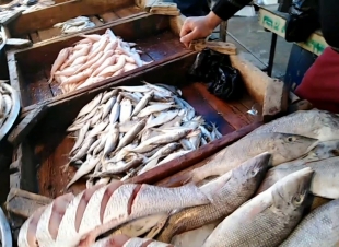 أسعار الأسماك والجمبري اليوم في سوق العبور 8-10-2025