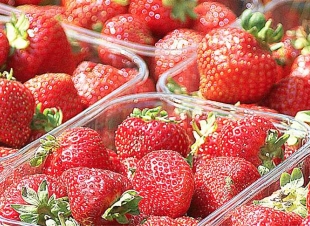 «لتجنب هشاشة العظام».. عميد معهد القلب السابق ينصح بتناول الجبة القريش والسمك والبيض والفراولة