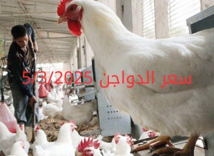 أسعار الفراخ البيضاء اليوم الأربعاء 5-3-2025 في شعبة الدواجن