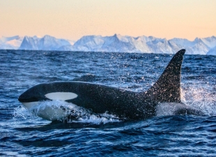 «غزوة الحيتان القاتلة».. كيف غير ذوبان الجليد موازين الحياة البحرية؟