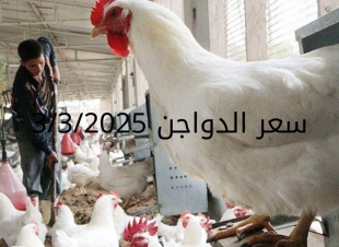 أسعار الفراخ البيضاء اليوم الاثنين 3-3-2025 في شعبة الدواجن