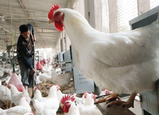 أسعار الدواجن والبيض اليوم الخميس 18-9-2025