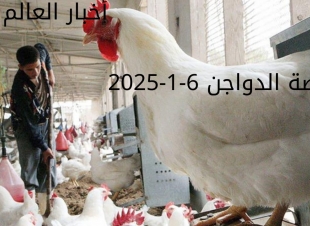 الفراخ البيضاء ب 80.. بورصة الدواجن اليوم الاثنين 6-1-2025