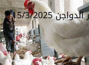 سعر الفراخ والبيض اليوم السبت 15-3-2025 في بورصة الدواجن