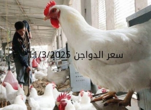 أسعار الفراخ البيضاء اليوم الثلاثاء 11-3-2025