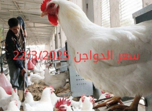 سعر الفراخ والبيض اليوم السبت 22-3-2025 في بورصة الدواجن